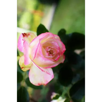 Rose Plant